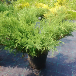 mozhzhevelnik-kazackii-arcadia-arkadija