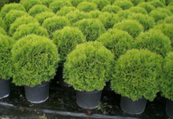 full_thuja-occidentalis-little-giant-5