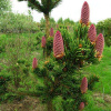 2276_el_kolyuchaya_lucky_strike_002_500_auto_jpg_5_80